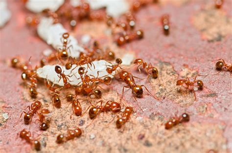 fire ant pest control